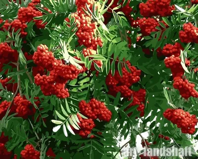 Рябина Невежинская