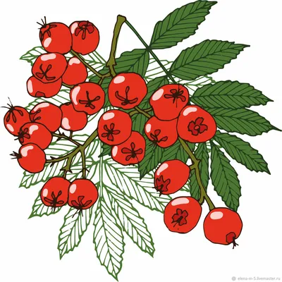 Саженец Рябины \"Ликерная\"