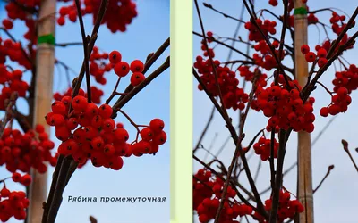 Рябина Сахарная Петрова - Осень - Рябина - Плодовые - Семена и саженцы  почтой от НПО Сады России (Сад и огород). Интернет-магазин посадочного  материала.