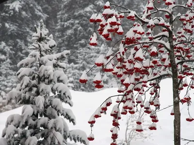 Рябина Ягода Грозди Рябины - Бесплатное фото на Pixabay - Pixabay