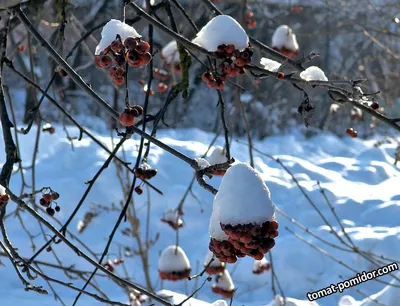 Картина природы: рябина под снегом и ледяным покровом