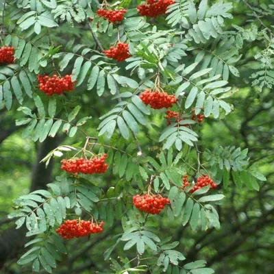 Рябина - нежные листья и сочные ягоды