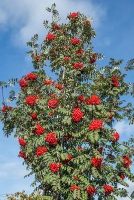 Рябина - красивое дерево с благородным видом