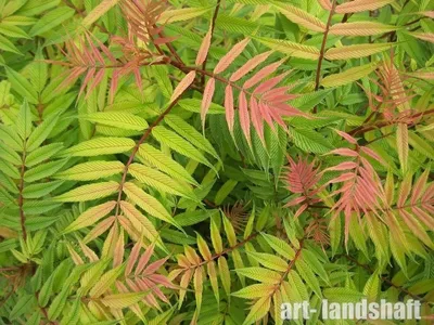 Рябинник рябинолистный Sorbaria sorbifolia купить в Москве саженцы из  питомника Greenpoint24