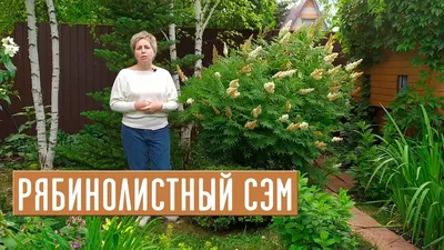 Рябинник рябинолистный (Sorbaria sorbifolia) - Лиственные растения весна  2024 года - купить лиственные растения спирея, кизильник, барбарис,  лапчатка.