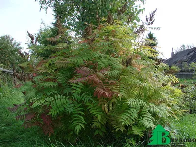 Sorbaria sorbifolia 'Sem', Рябинник рябинолистный 'Сэм'