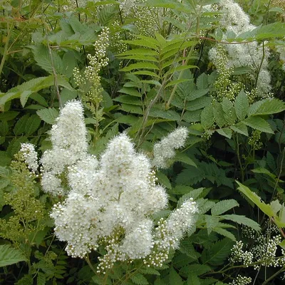 Купить Рябинник рябинолистный \"Сэм\" (Sorbaria sorbifolia 'Sem') от 839 руб.  в интернет-магазине Архиленд с доставкой почтой по Москве и в регионы