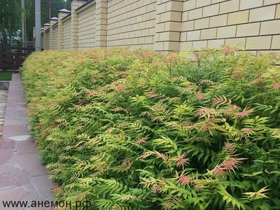 Рябинник Рябинолистный (Sorbifolia) купить в городе Москва