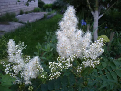 Рябинник рябинолистный (Sorbaria sorbifolia (L.) A. Braun)