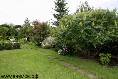 Рябинник рябинолистный (Sorbaria sorbifolia) купить по цене 450 рублей от  питомника саженцев и растений Центросад | Фото и консультация по уходу