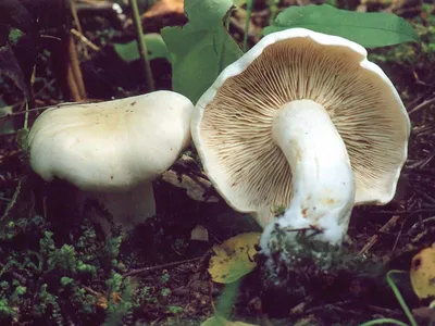 Рядовка белая - Tricholoma album - Грибы Уломы Железной