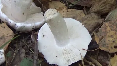 Рядовка майская (Calocybe gambosa) – Грибы Сибири