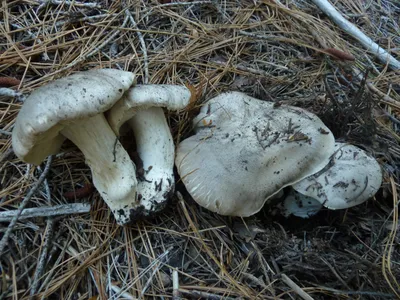 Вячеслав Степанов: Грибы Калужской области - Рядовка белая (Tricholoma  album)