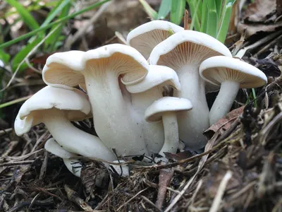 Мицелий Рядовки сросшейся / Лиофиллум сросшийся (Lyophyllum connatum)