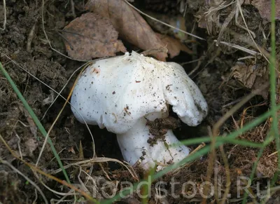 Рядовка белая (Tricholoma album). Фото на сайте \"Грибы Калужской области\"
