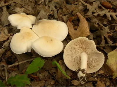 Рядовка белая (Tricholoma album) - Picture Mushroom