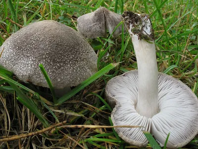 Рядовка белая (Tricholoma album) фото и описание