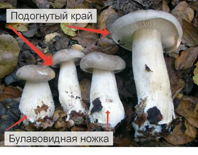 Мицелий Рядовки серой, Tricholoma portentosum 100 г – отзывы покупателей |  ROZETKA