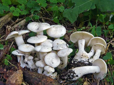 Мицелий Рядовки наземной / Рядовка землистая ( Tricholoma terreum)