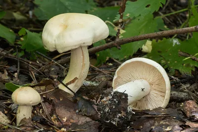 Рядовка белая - Tricholoma album - Грибы Уломы Железной