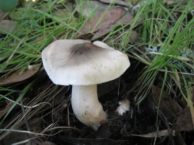 Вячеслав Степанов: Грибы Калужской области - Рядовка опенковидная  (Tricholoma focale)