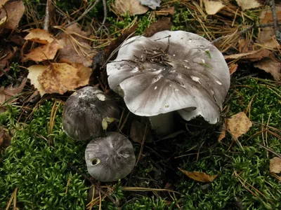 Рядовка белая (Tricholoma album) фото и описание