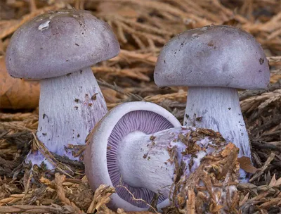 Рядовка белая - Tricholoma album - Грибы Уломы Железной
