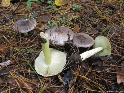 Мицелий Рядовки сросшейся / Лиофиллум сросшийся (Lyophyllum connatum)