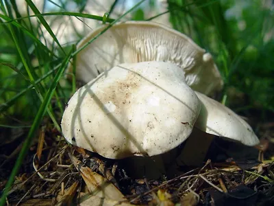 Вячеслав Степанов: Грибы Калужской области -Рядовка погубленная (Tricholoma  pessundatum)