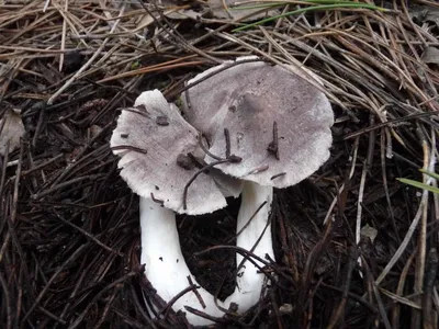 Рядовка голубиная (Tricholoma columbetta) – Грибы Сибири