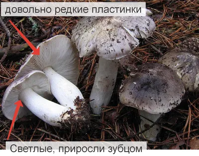 Гриб рядовка белая съедобная (58 фото) - красивые картинки и обои на  рабочий стол