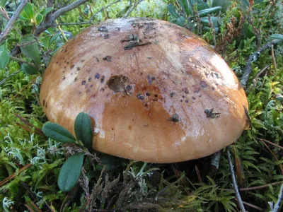 Рядовка голубиная - Tricholoma columbetta - Грибы Уломы Железной