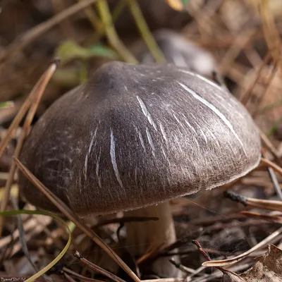 Мицелий Рядовки чешуйчатой / Сластушка (Tricholoma imbricatum)