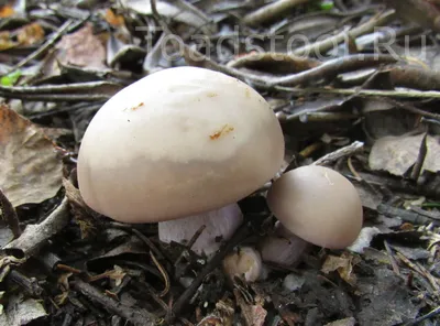 Рядовка серая, Tricholoma portentosum - Грибы Средней Полосы