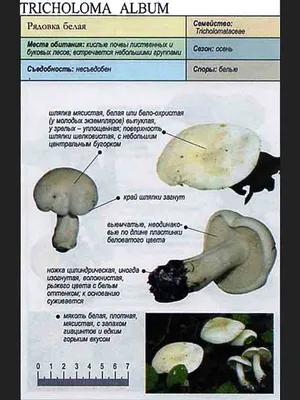 Рядовка серая (Tricholoma portentosum) - Picture Mushroom