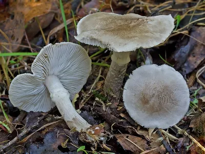 Мицелий Рядовки наземной / Рядовка землистая ( Tricholoma terreum)