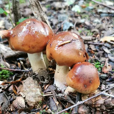 Рядовка землистая (Tricholoma terreum) – Грибы Сибири