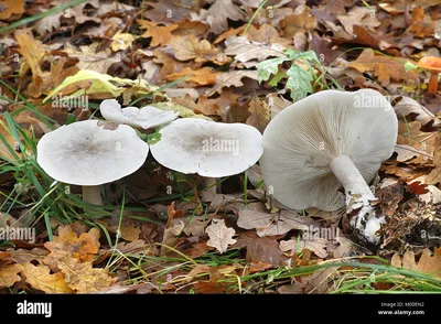 Tricholoma album, Рядовка белая