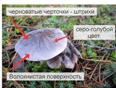 Вячеслав Степанов: Грибы Калужской области - Рядовка голубиная (Tricholoma  columbetta)