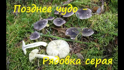 Рядовка тополевая (Tricholoma populinum) – Грибы Сибири