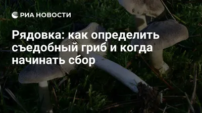 Вячеслав Степанов: Грибы Калужской области - Рядовка опоясанная (Tricholoma  cingulatum)