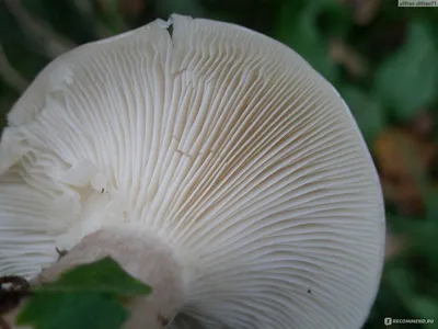 Рядовка опалённая (Tricholoma ustale) - Picture Mushroom