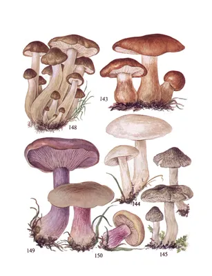 Рядовка белая - Tricholoma album - Грибы Уломы Железной