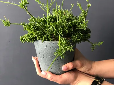 Рипсалис (Rhipsalis) — Рассада цветов и овощей.