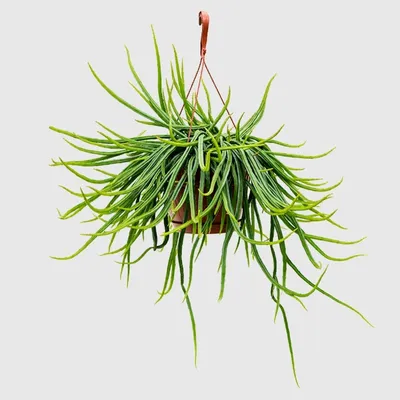 Растение ⌀ 5 Rhipsalis CEREUSCULA I (Рипсалис): купить c доставкой почтой  🌸 Адениум дома