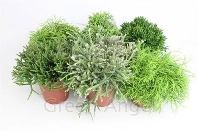 Рипсалис Пустоплодный (Rhipsalis cassutha) D15 H25 купить в Санкт-Петербурге