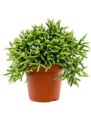 Рипсалис (Rhipsalis) — Рассада цветов и овощей.