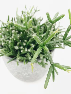 Рипсалис Эвалдиана (Rhipsalis Ewaldiana)