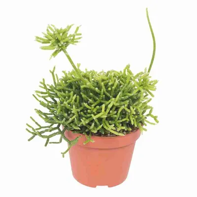 Рипсалис - Rhipsalis. Уход за рипсалисом, описание видов, выращивание  рипсалиса
