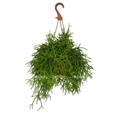 The Plant - 🌿РИПСАЛИС БАССИФЕРА 🌿 СКИДКА 50% ❗️ 💚Стоимость 3000₽ вместо  6000₽ 💚 ⠀ Растение рипсалис (Rhipsalis), еще именуемое некоторыми  цветоводами прутовиком, относится к семейству Кактусовые 🌵 ⠀ И  представляет собой